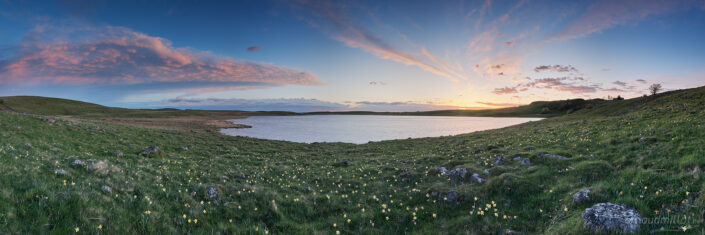 Jonquilles au lac de Saint Andéol