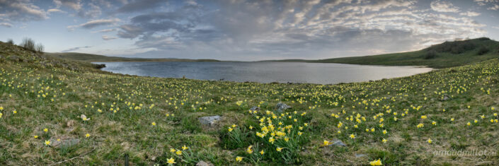 Jonquilles au lac de Saint Andéol