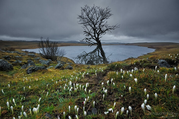 Crocus au sorbier de Saint Andéol